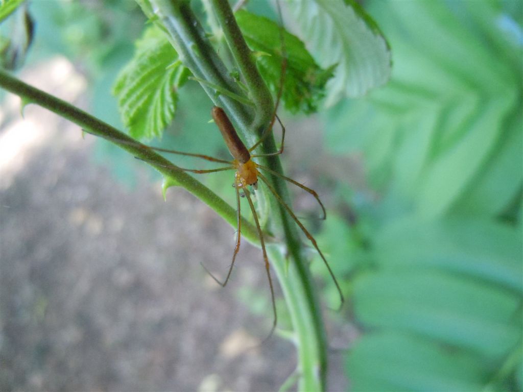 Tetragnatha sp.